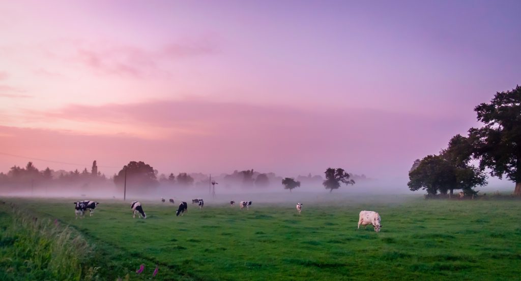 Champ en Normandie avec des vaches
